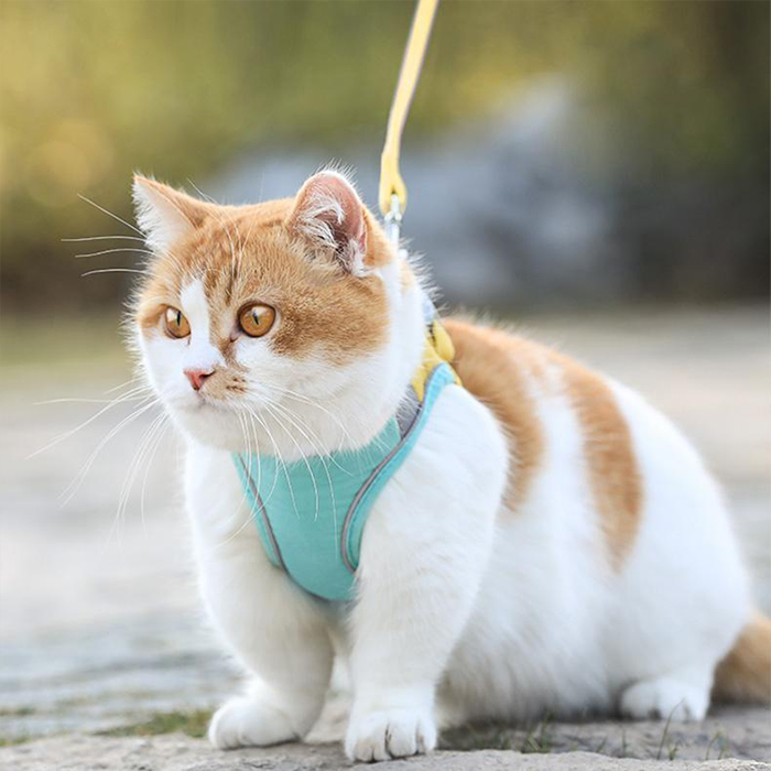 CatVest, smycz z uprzężą dla kota - Image 6