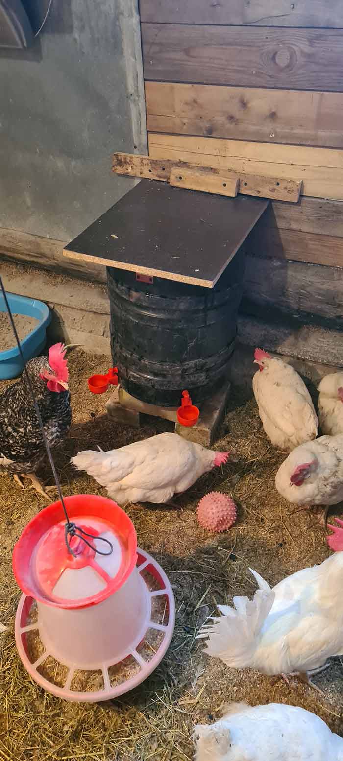 ChickenBowl, poidło dla kur i innego drobiu (6 sztuk) - Image 10
