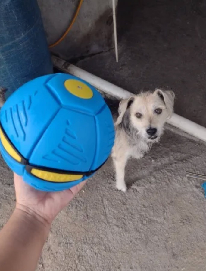DiskBall, zabawka dla psów, która jest zarówno frisbee, jak i piłką - Image 9