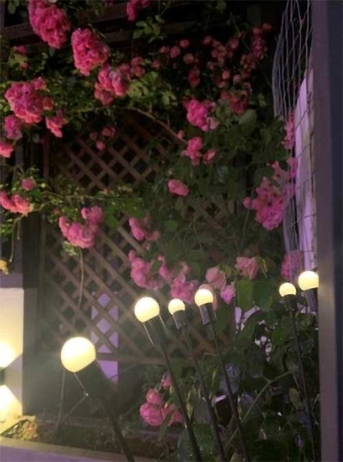 FireflyLights, solarna lampa ogrodowa z 6 światłami - Image 10