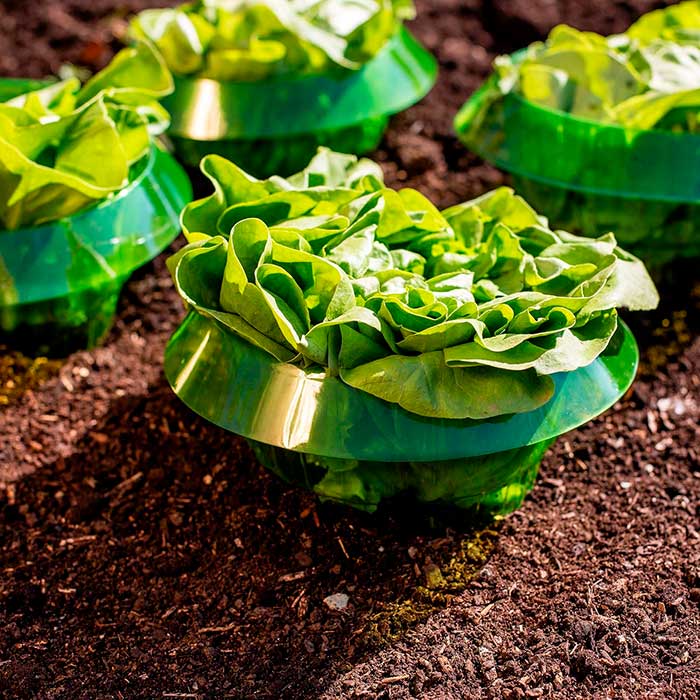 LettuceProtect, ochrona dla sałaty i innych upraw (10 sztuk) - Image 5