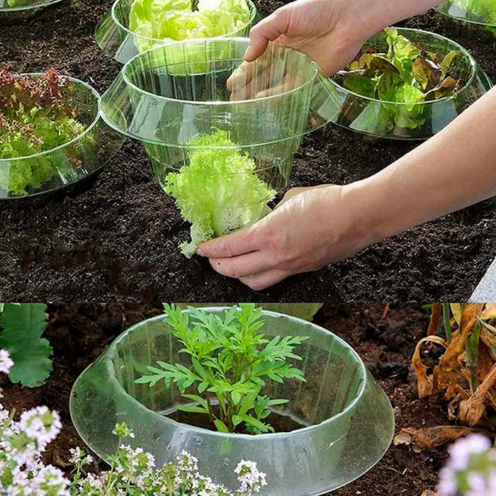 LettuceProtect, ochrona dla sałaty i innych upraw (10 sztuk) - Image 9