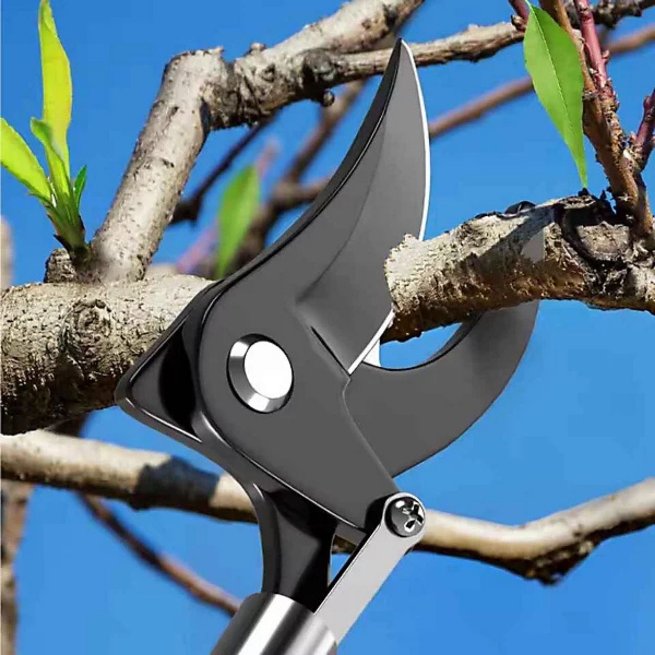 LongShears, sekatory - Image 2