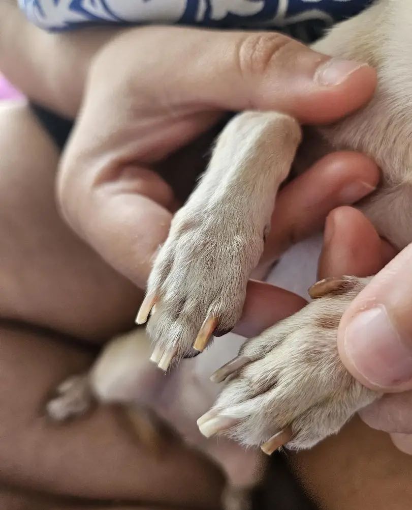 PawGloTrim, obcinacz do pazurów z lampą LED - Image 10
