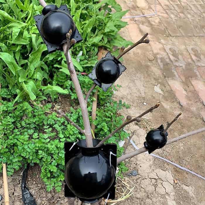 RootBall, narzędzie do udanego rozmnażania roślin (2 szt.) - Image 2