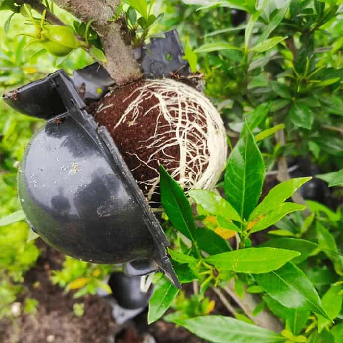 RootBall, narzędzie do udanego rozmnażania roślin (2 szt.) - Image 7