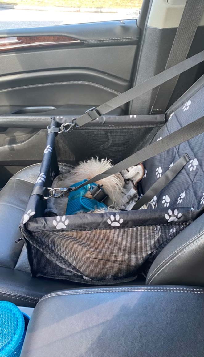Seat4Dog, fotelik samochodowy dla zwierząt - Image 10