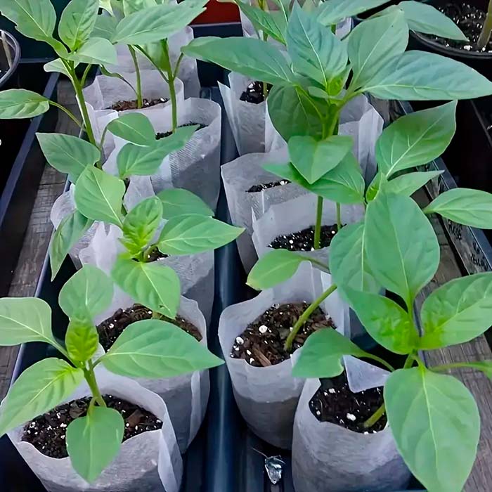 SeedBags, biodegradowalne torby do sadzenia i hodowania roślin (100 szt.) - Image 3