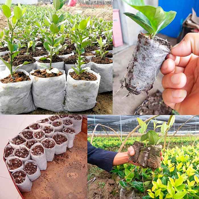 SeedBags, biodegradowalne torby do sadzenia i hodowania roślin (100 szt.) - Image 5