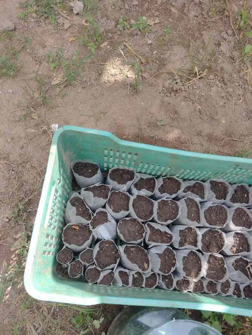 SeedBags, biodegradowalne torby do sadzenia i hodowania roślin (100 szt.) - Image 10