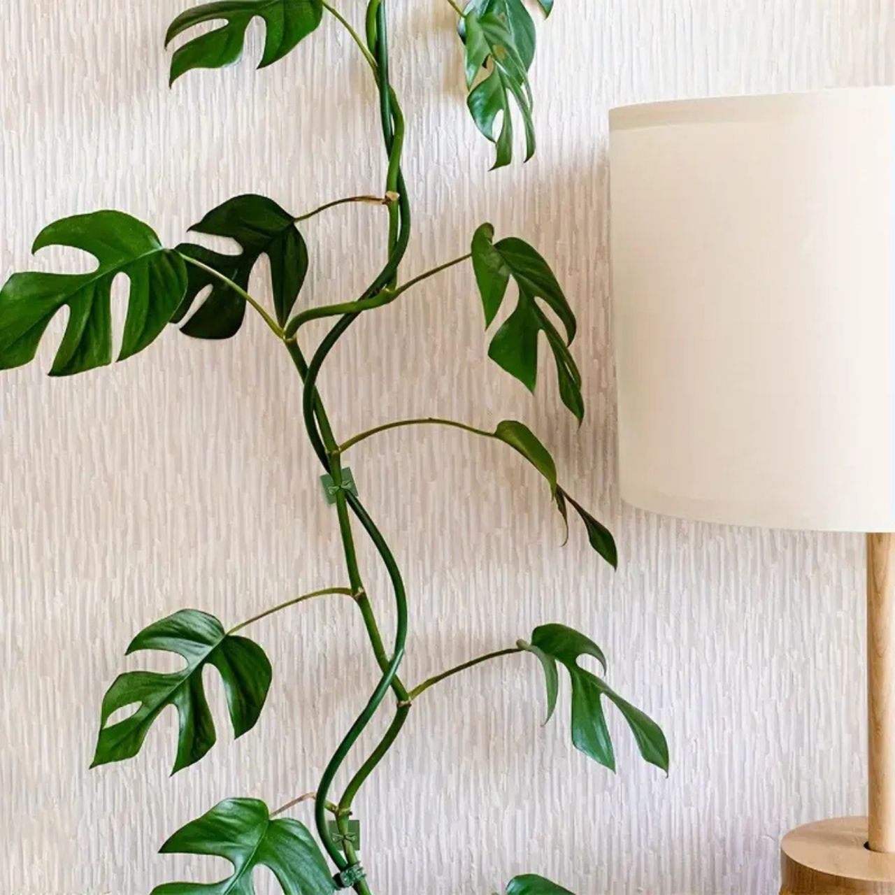 Vines, samoprzylepne uchwyty do roślin i pnączy (100 sztuk) - Image 8